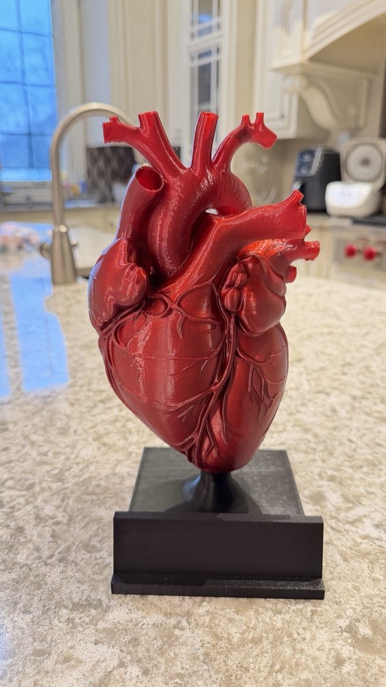 3D printed Anatomical Heart model