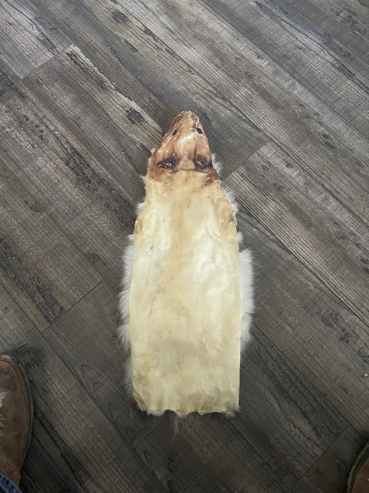 Dried Opossum Hide Not Tanned