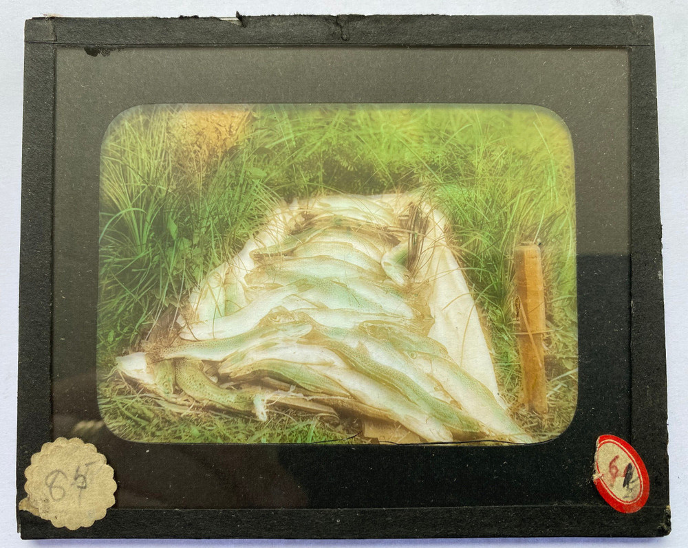 COLORED MAGIC LANTERN SLIDE 411 CAUGHT TROUT ALASKA? 1900s