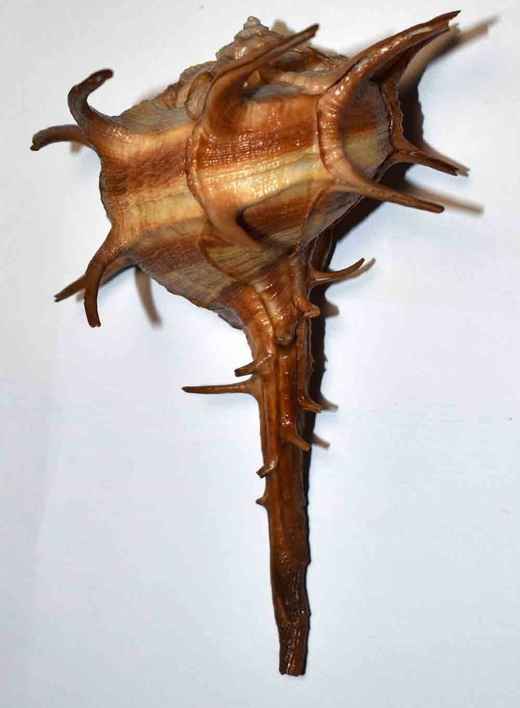 SHELLS - MURICIDAE - DARK CORNUTUS BOLINUS - 138.20mm