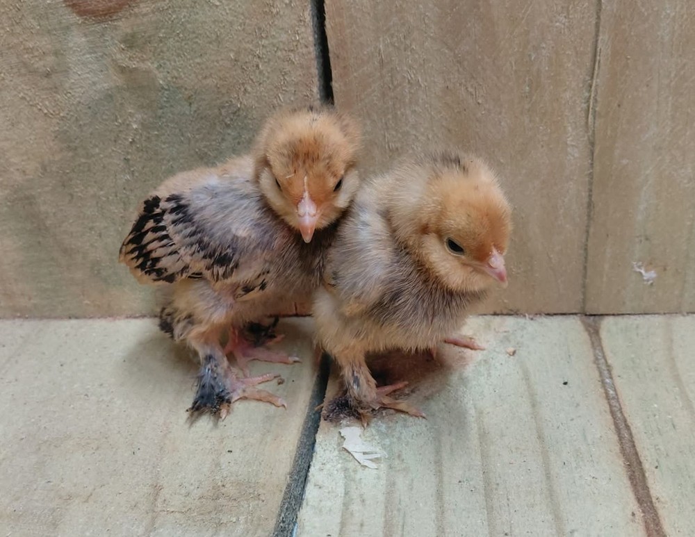(6) Show Quality Mille Fleur Belgian D'uccle Hatching Eggs- Half Dozen