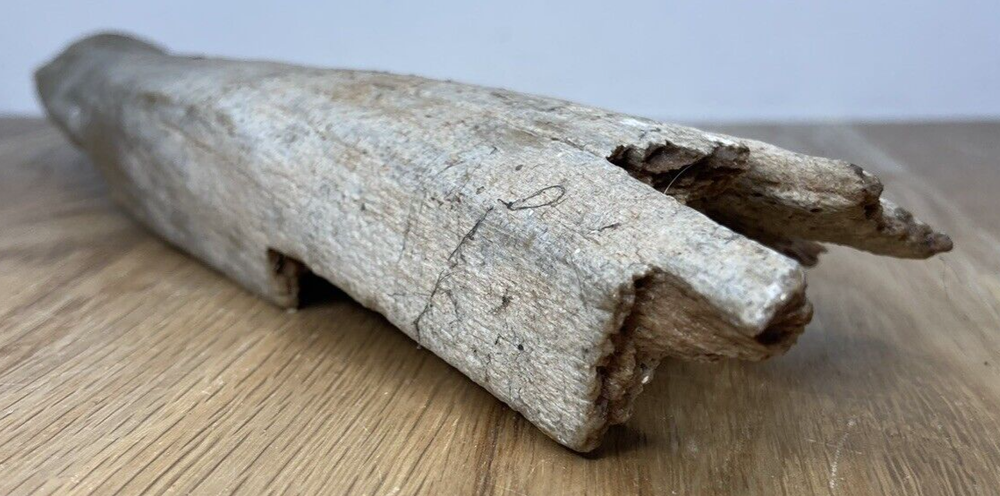 Fossil Specimen, Longbone Fragment, Cretaceous, Surrey, 315mm