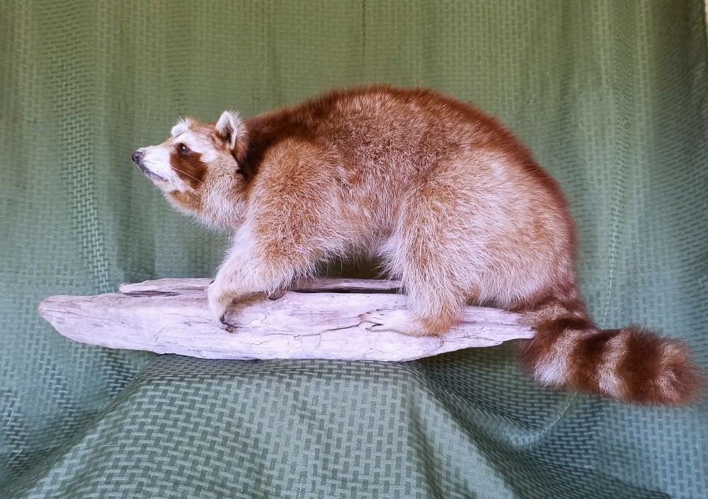 Unique Copper Colored Raccoon - RARE