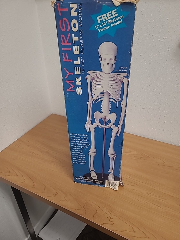 My First Skeleton 16.5” Anatomical Chart Company Model & Stand Tiny Tim