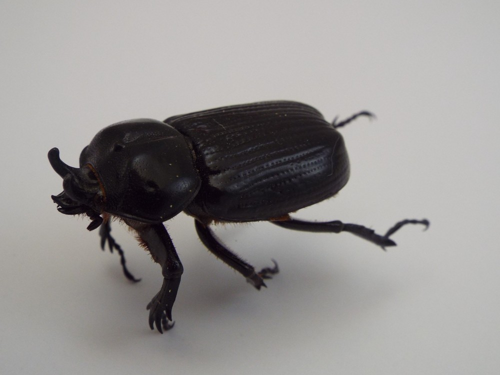 Triceratops Beetle Dried Insect (H5)