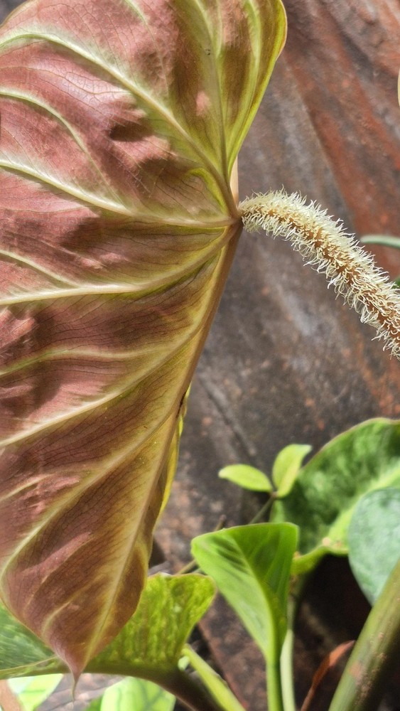 Philodendron Verrucosum Amazon Sunset (Large)