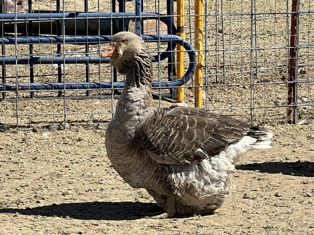 Jumbo Dewlap Toulouse Hatching Eggs