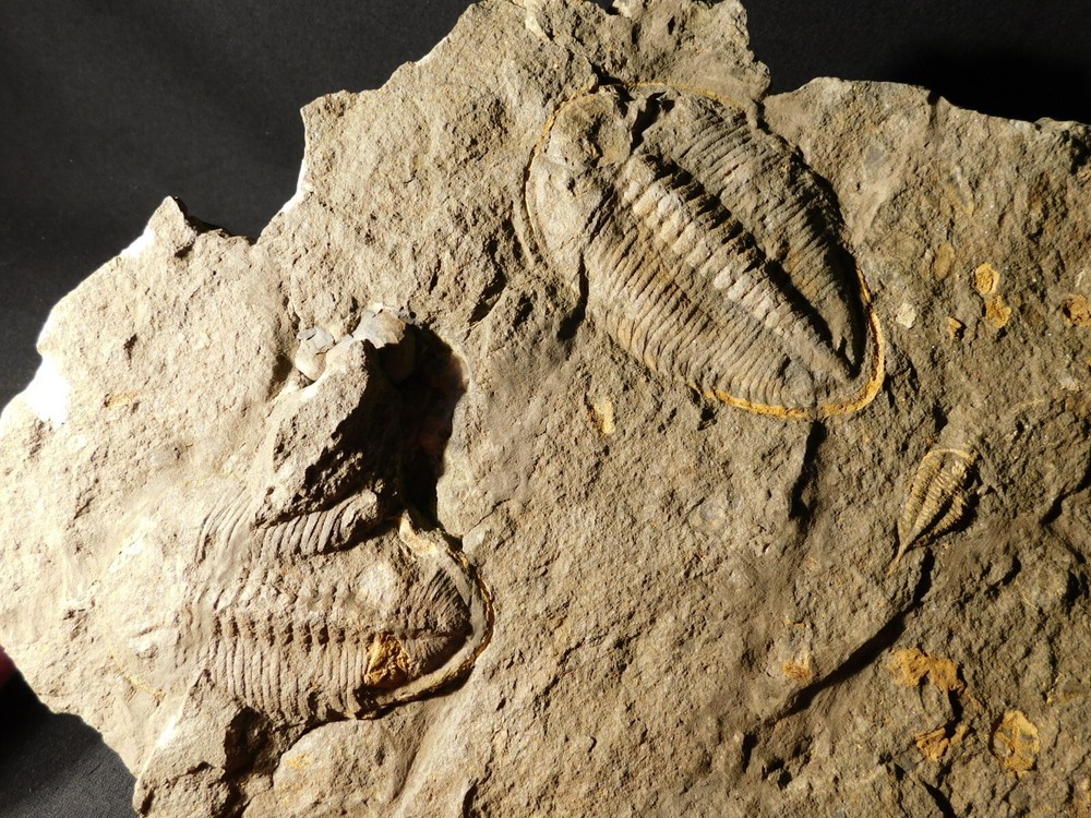 TWO BIG! Eudolatites Sp. Trilobite Fossils in HUGE SPLIT Matrix with STARFISH