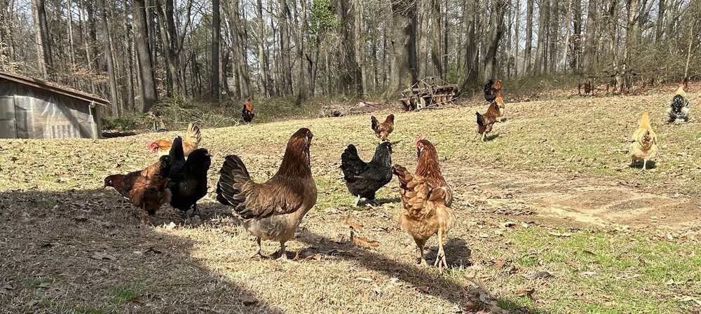 BYM Large Fowl Dozen Hatching Eggs