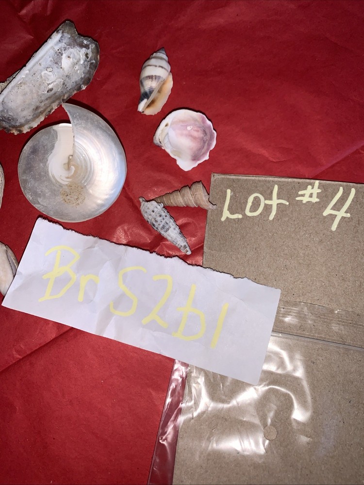Seashell Lot Various Sizes and Shells Beautiful Selection Craft Beach 10 Shells