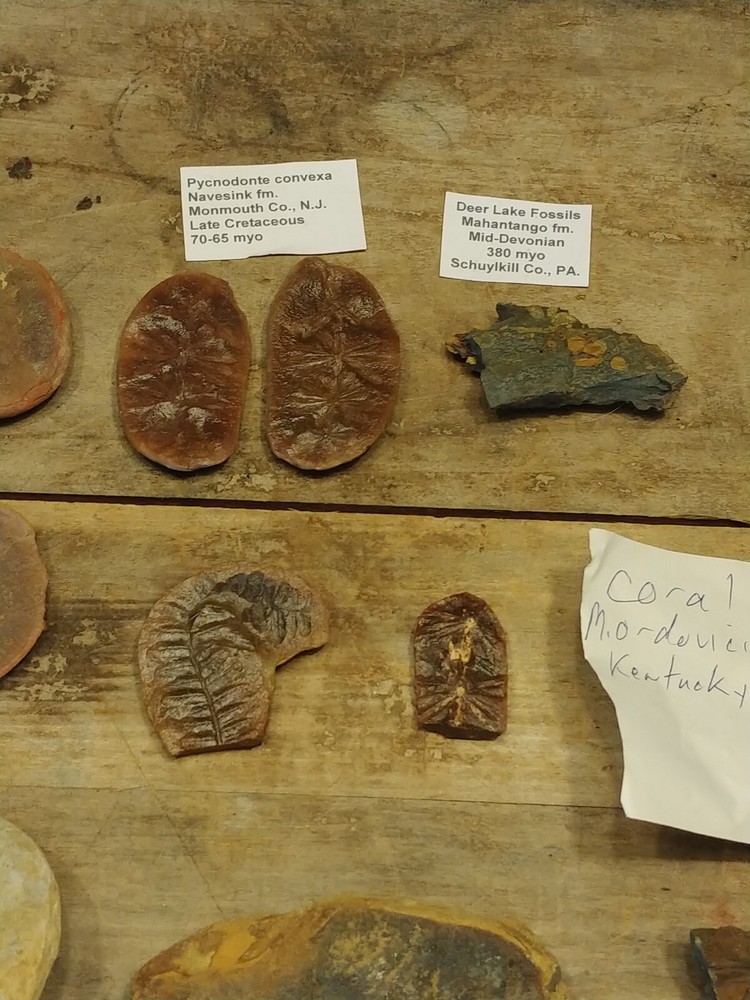 Fossil Lot 34 Total Pieces