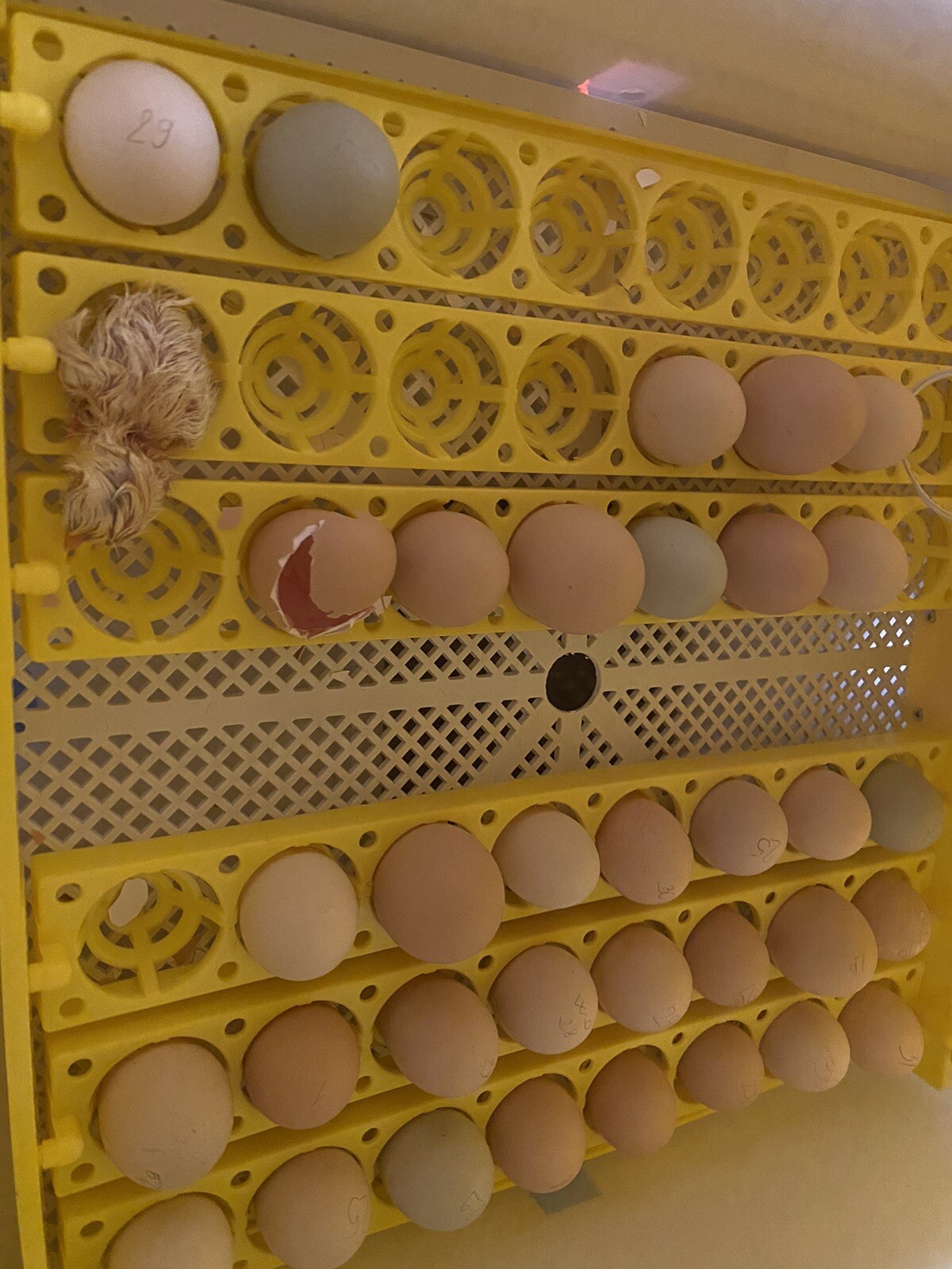 12+ Rare Breed Chicken Hatching Eggs Orpington, Brahma, Sweddish Flower