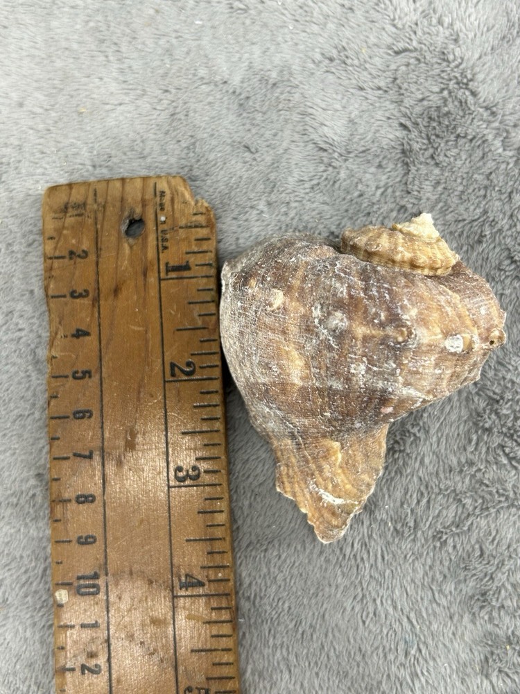 Rapana Rapiformis Turnip Shell 3.5" Long