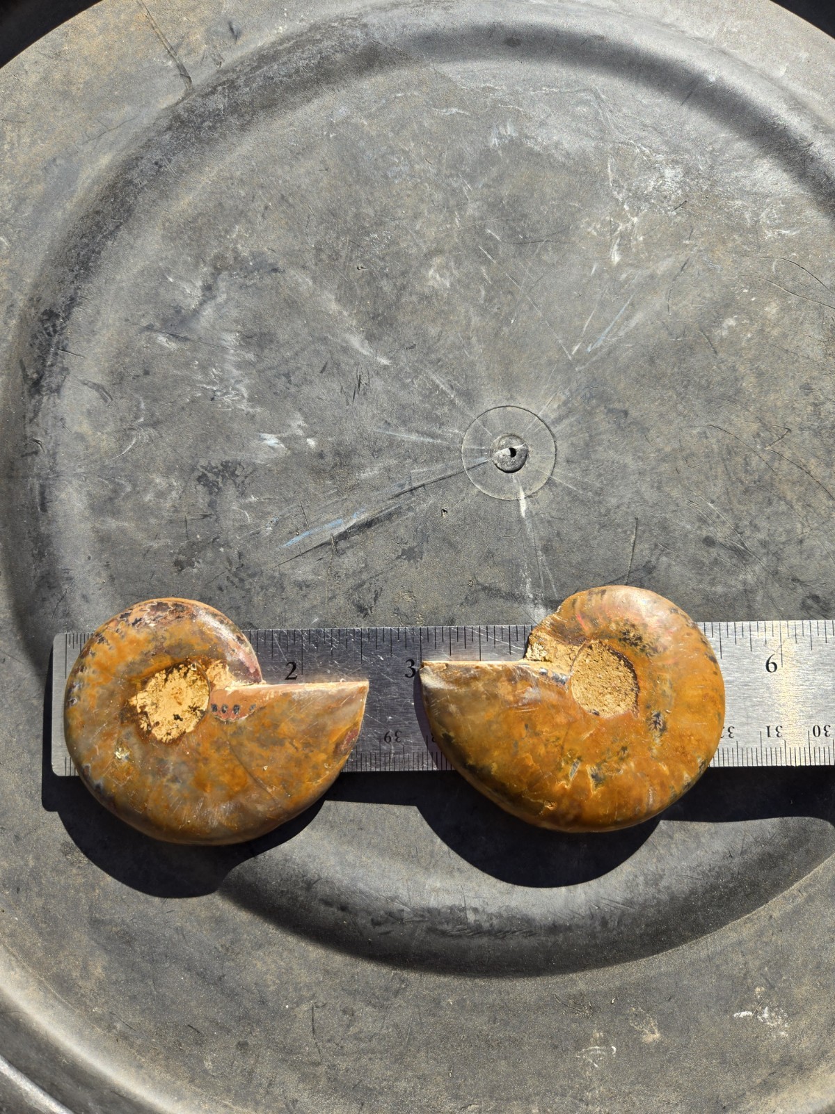 Ammonite Fossil Pair From Madagascar