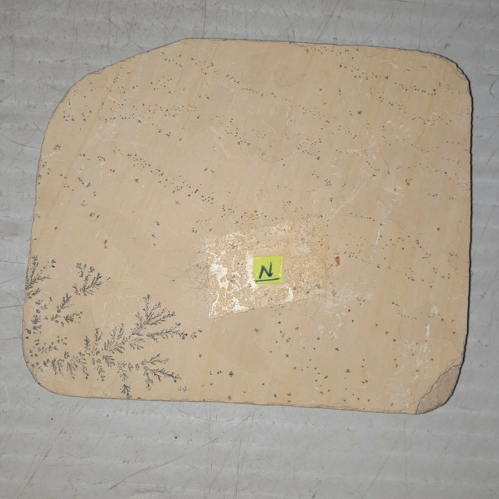 Geocoma Carinata Starfish Fossil Zandt, Germany