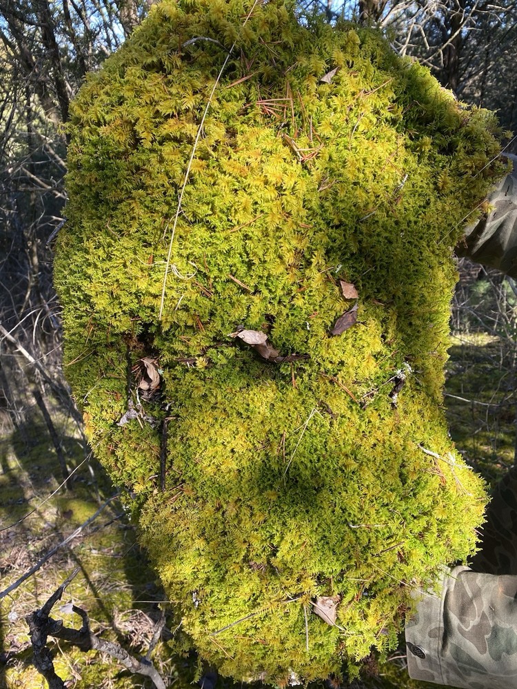 Live Fern Moss | Thuidium | Sheet Moss