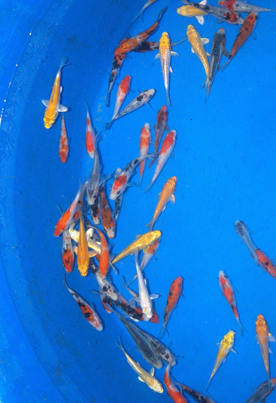 100 x 2-3" High Grade Koi Carp A* High quality Direct from the farm!