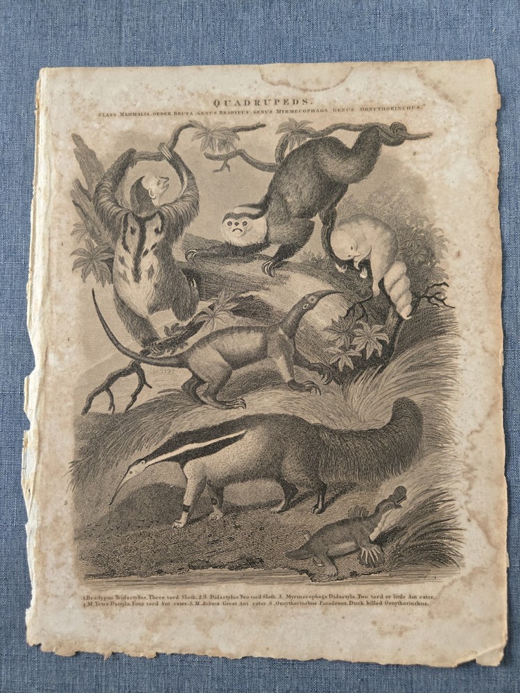 1800s Copper Book Plate QUADRUPEDS