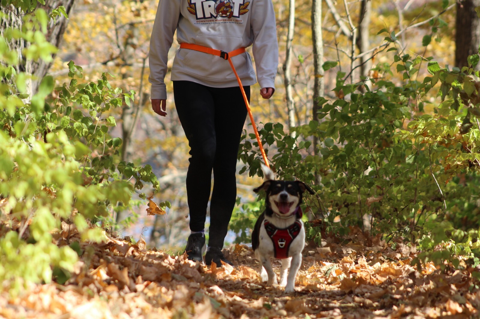 Hands Free Running Walking Dog Leash/Lead Bungee Orange Stretch
