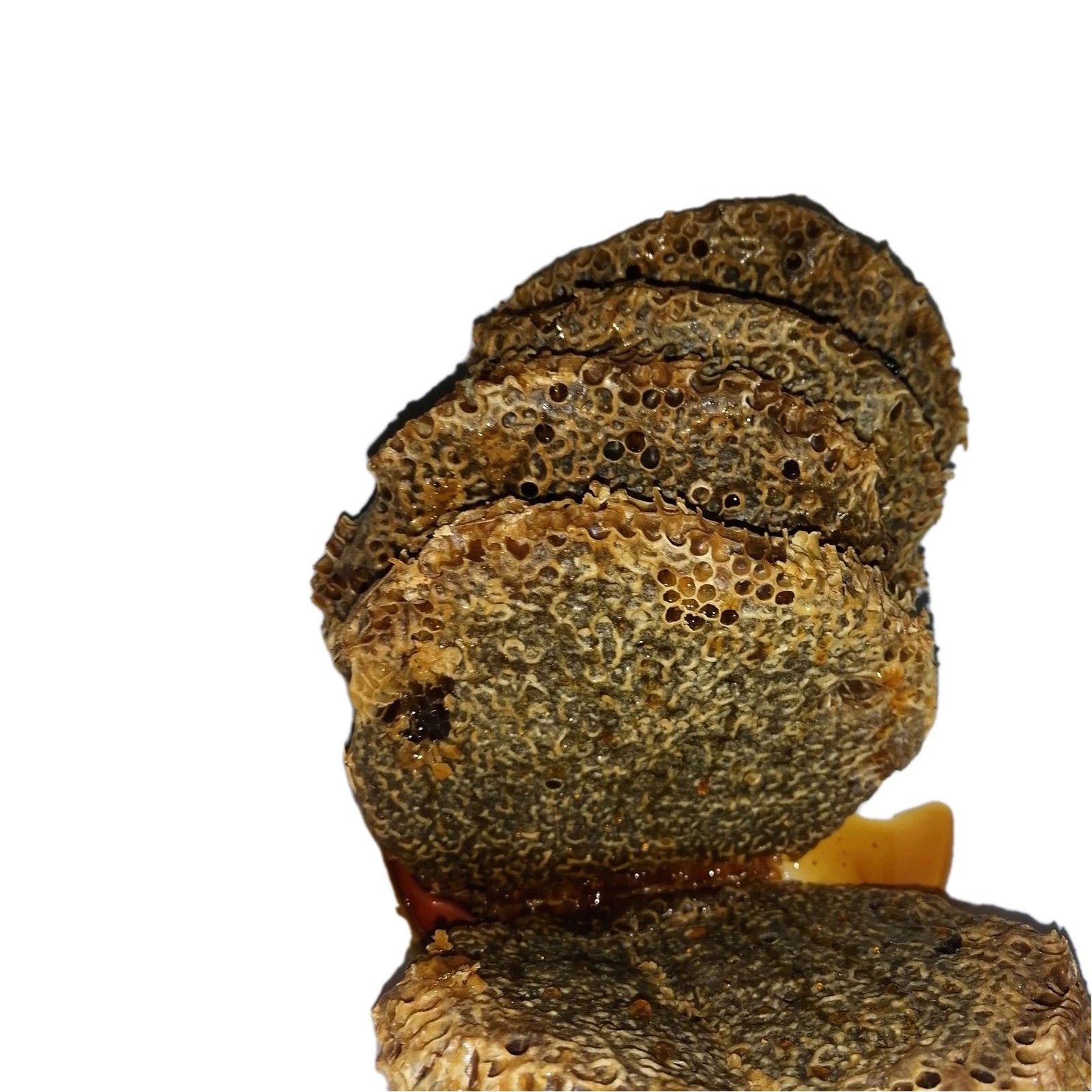 Moroccan natural bee honey