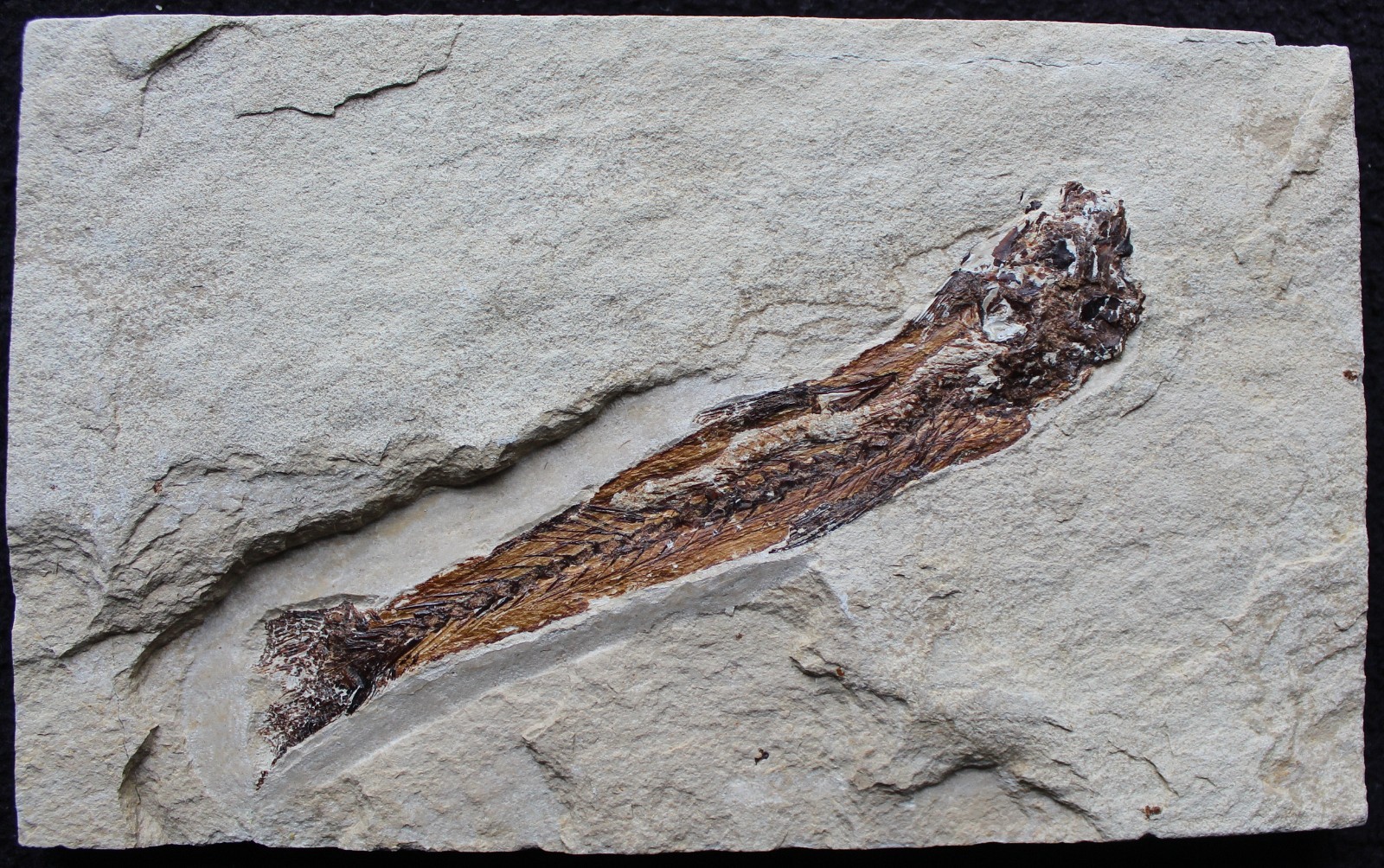 Charitosomus 23 - Zero Repairs with Nice Color - Cretaceous Fossils Lebanon