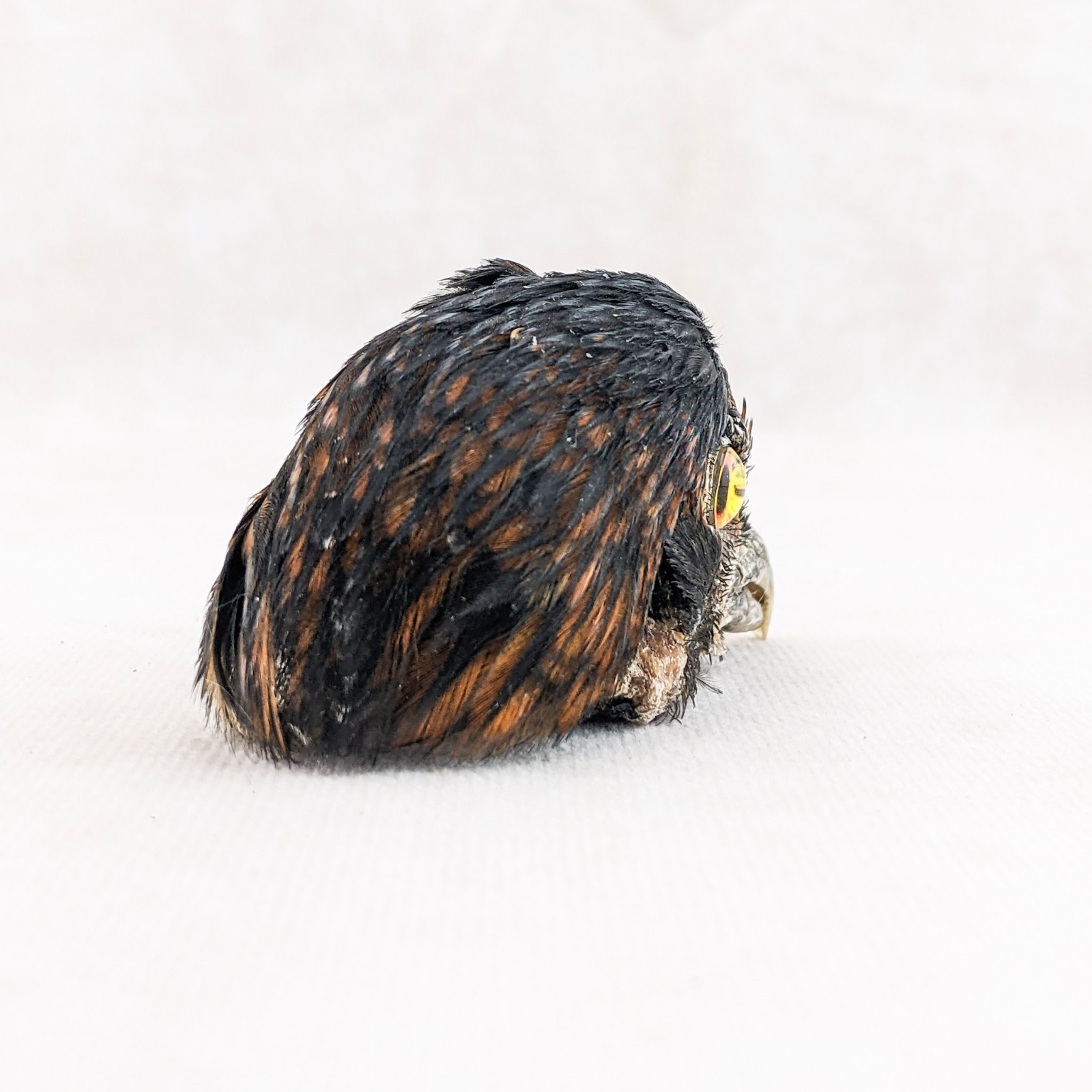 Chicken Rooster head Mount specimen DIY doll Head crafts oddity curiosity bird