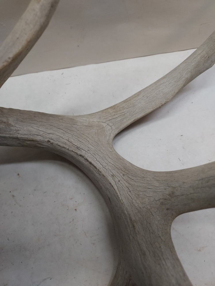 Shed Non Typical Whitetail Deer Single Antler