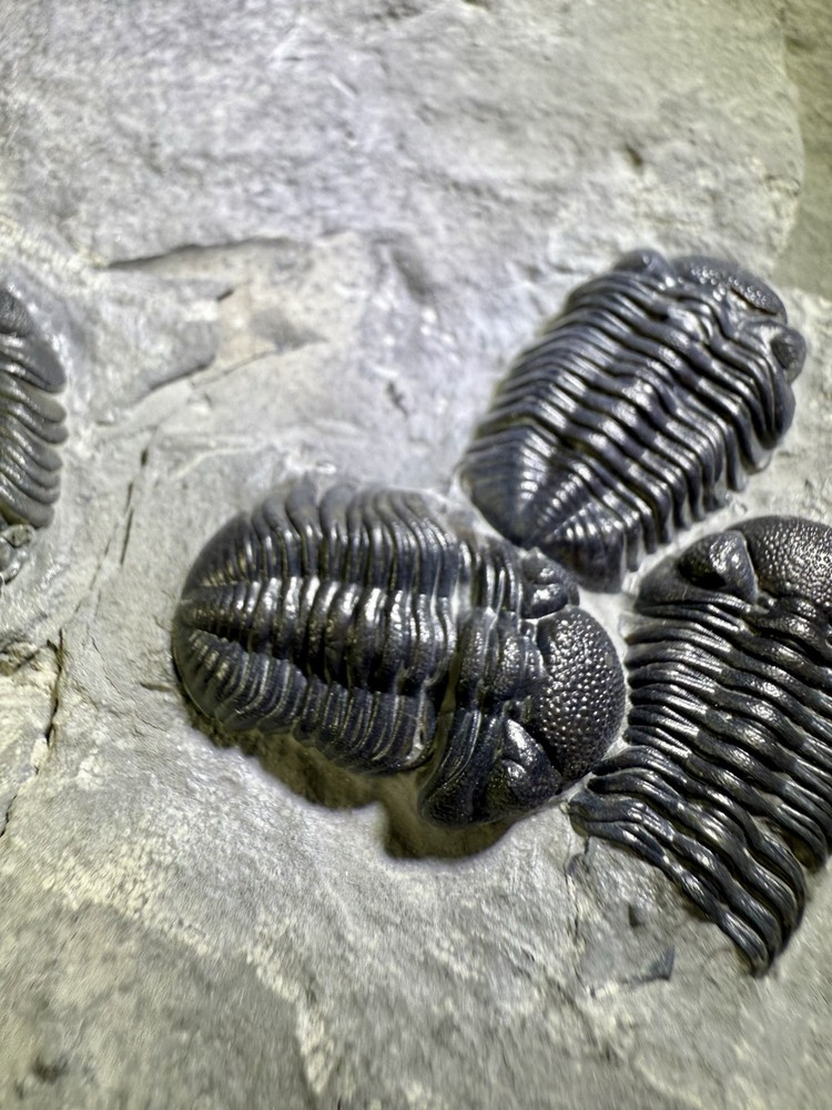 NICE Phacops Trilobite Plate ~ Penn Dixie New York ~ Devonian Period