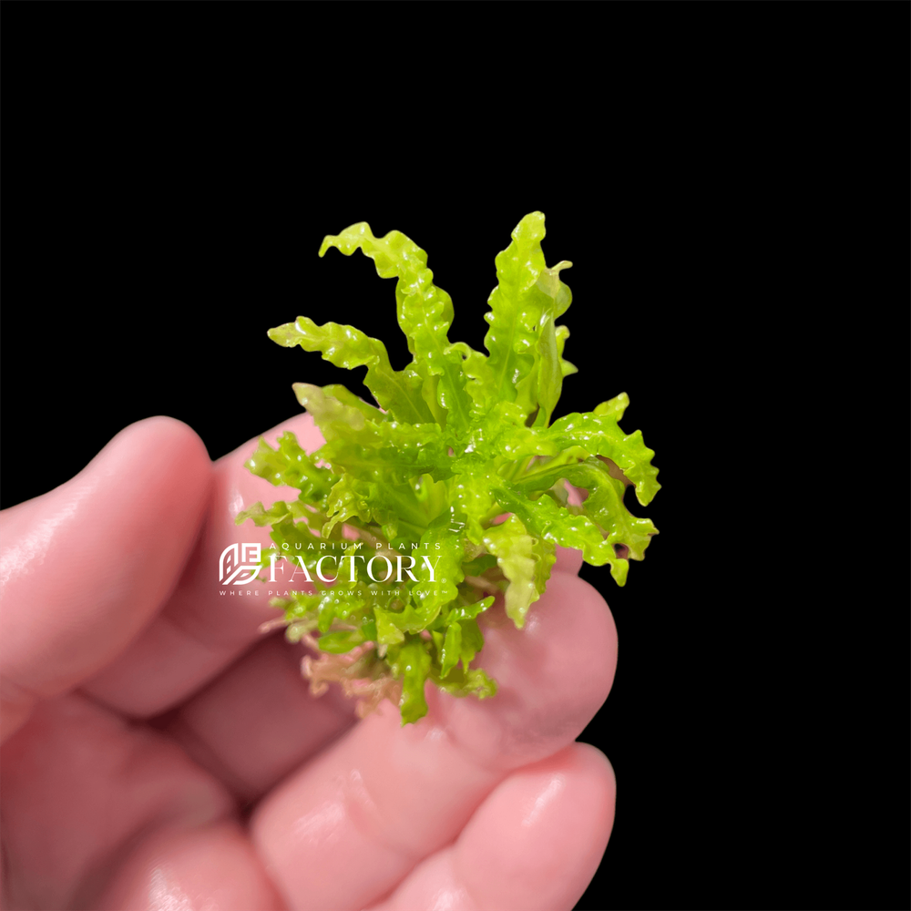 Pogostemon Helferi Downoi Tissue Culture