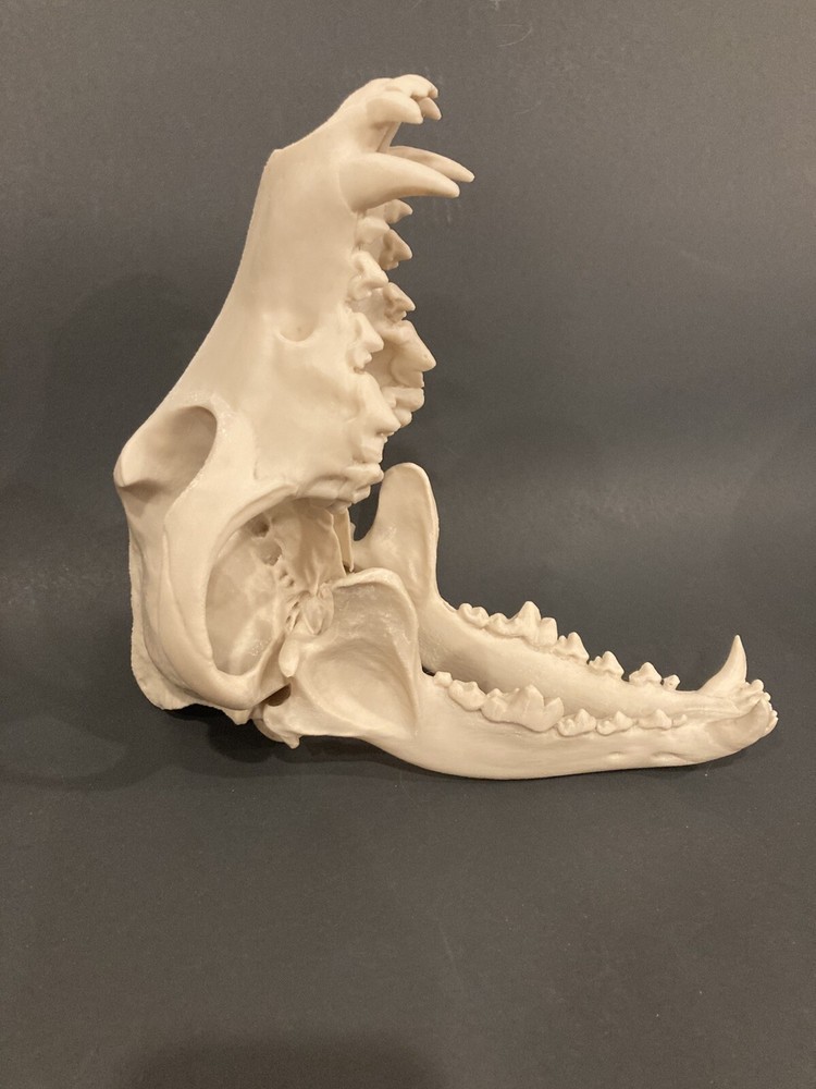 Wolf Skull