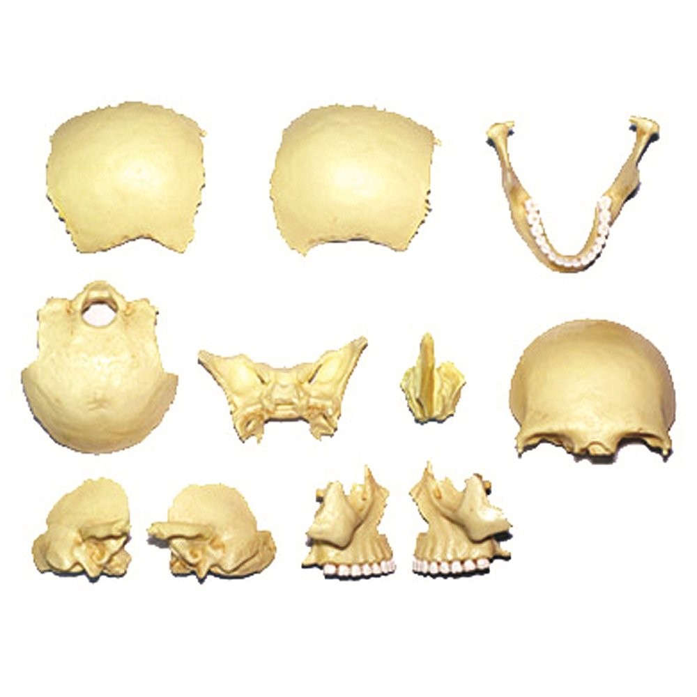 4D Master Human Anatomy Exploded Skull 3D Model/Puzzle