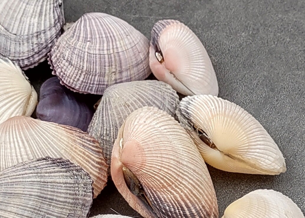 Pacific Clam Seashell Pairs Purple Tan Brown (5 Shell pairs approx. 1.5+ inches)