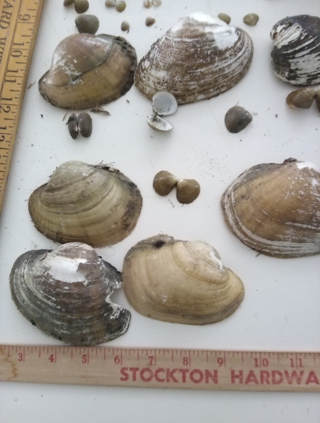 Lot Of Mississippi River Clam Shells,Mother of Pearl,Crafts,Aquariums