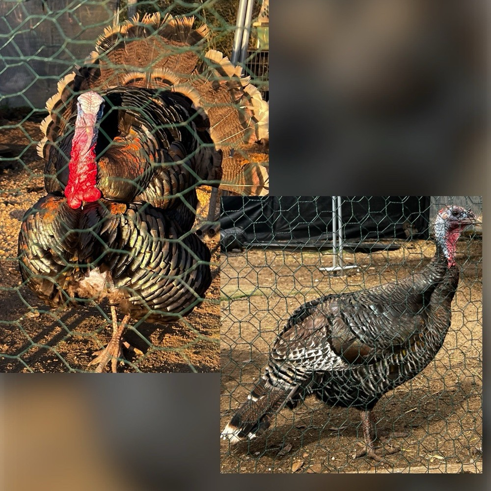 6 Eastern Wild turkey hatching eggs