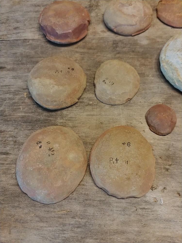 Fossil Lot 34 Total Pieces
