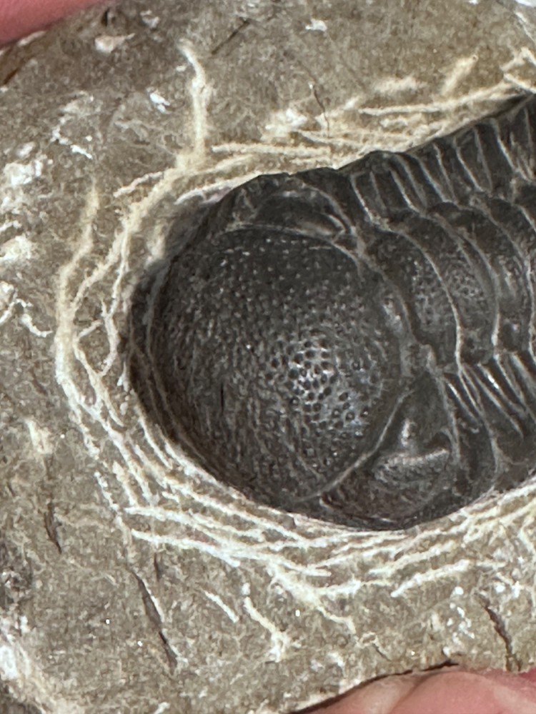 High Detail Drotops Aarmatus Middle Devonian Trilobite