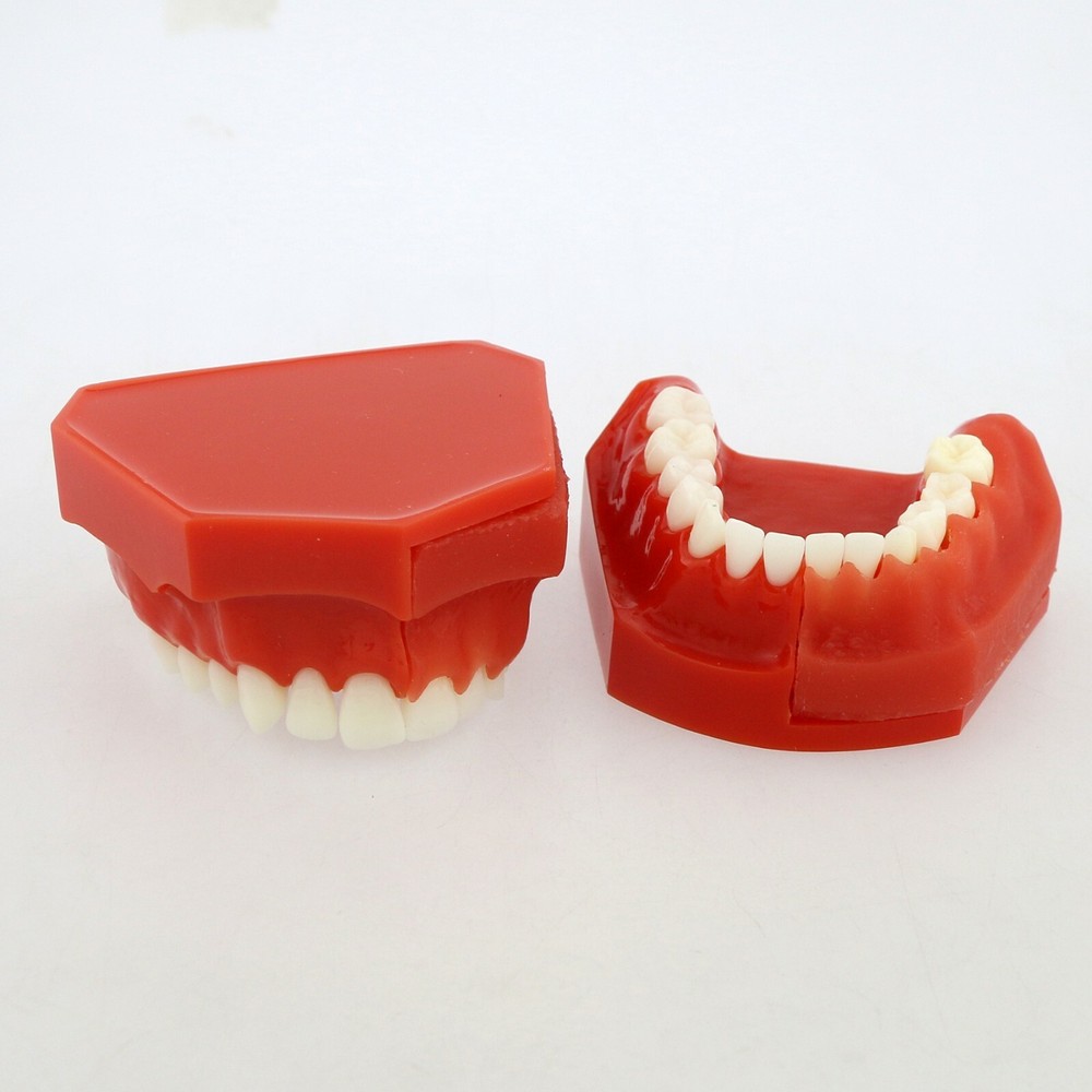 Dental Teeth Permanent Tooth Alternate Demonstration Study Teaching Model 4006#