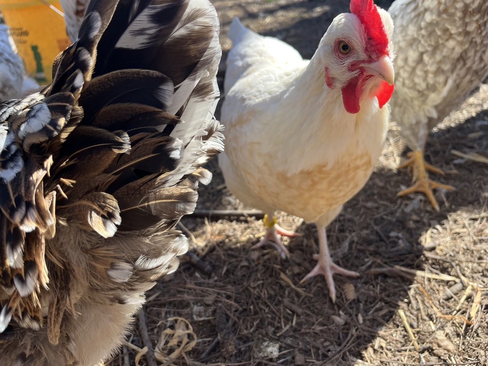 Swedish Flower Eggs 15+ Pack