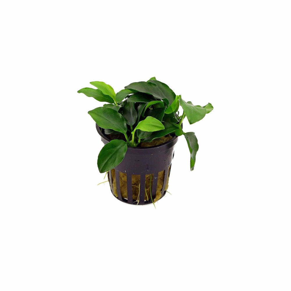 Aquarium Plant Bundle: Anubias, Amazon & Chain Sword