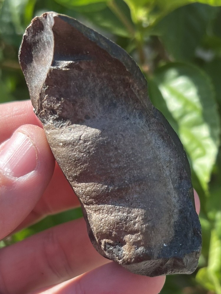 Fossil Whale Earbone