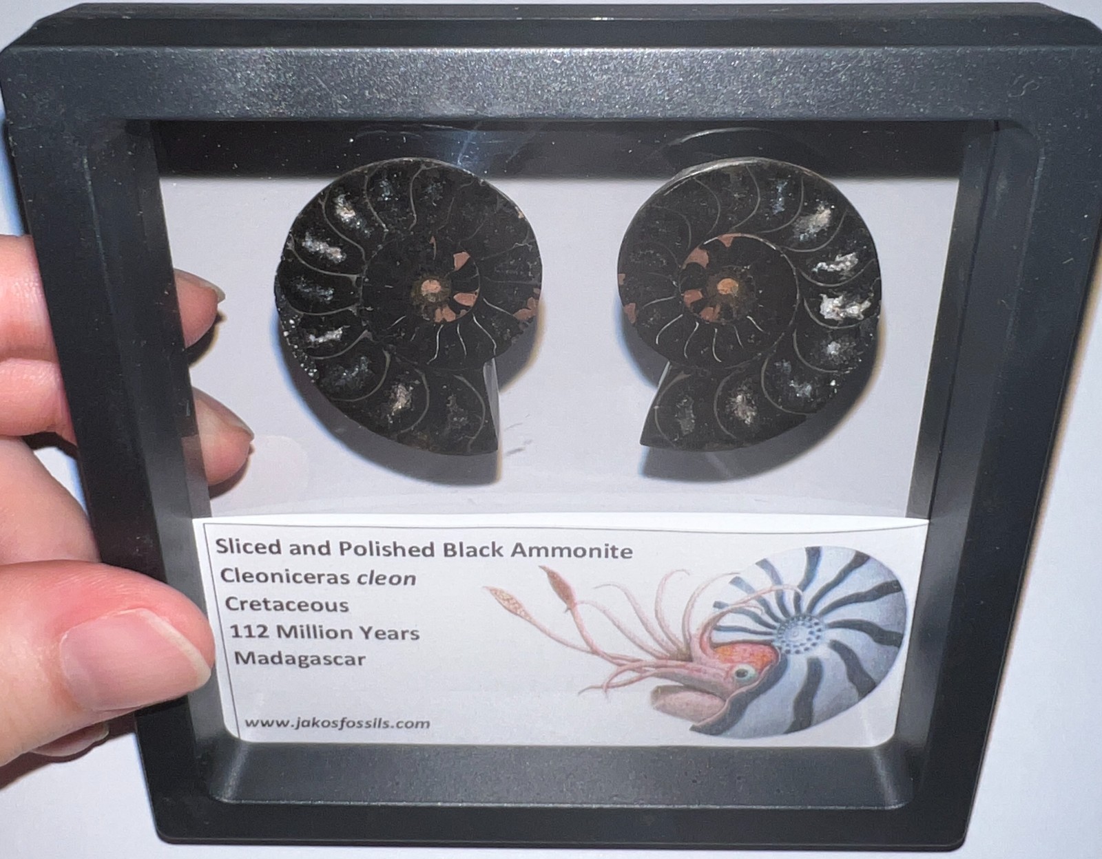 SUPER RARE Sliced Framed BLACK AMMONITE Lot Dinosaur Era Fossil One Per Order