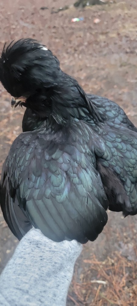 mottled silkie hatching eggs