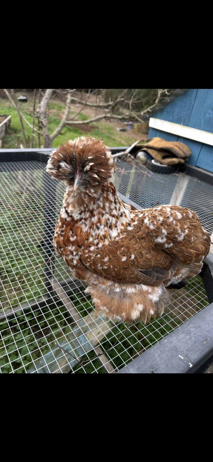 12+ Mille Fleur Satin Hatching Eggs NPIP & AI Clean.