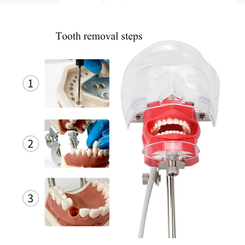 Dental Phantom Head Model Manikin Simulator Training Model 28pcs Removable Teeth