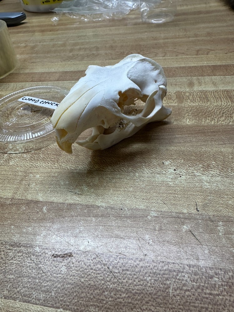 Real Bone Ground Hog ( Woodchuck ) Skull