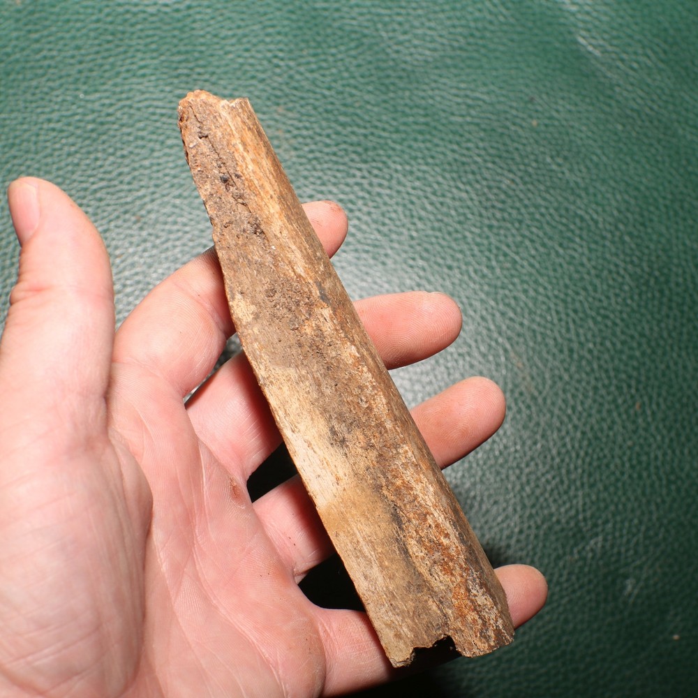 Dinosaur Rib Section Bone Fossil - Authentic - Hell Creek Formation - Gorgeous