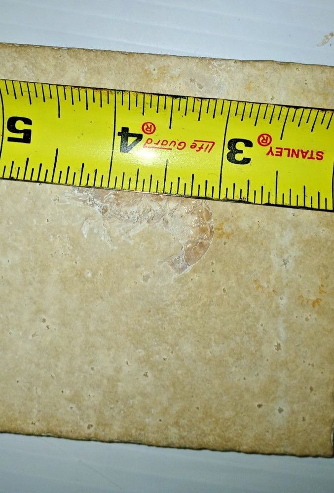 Shrimp Fossil