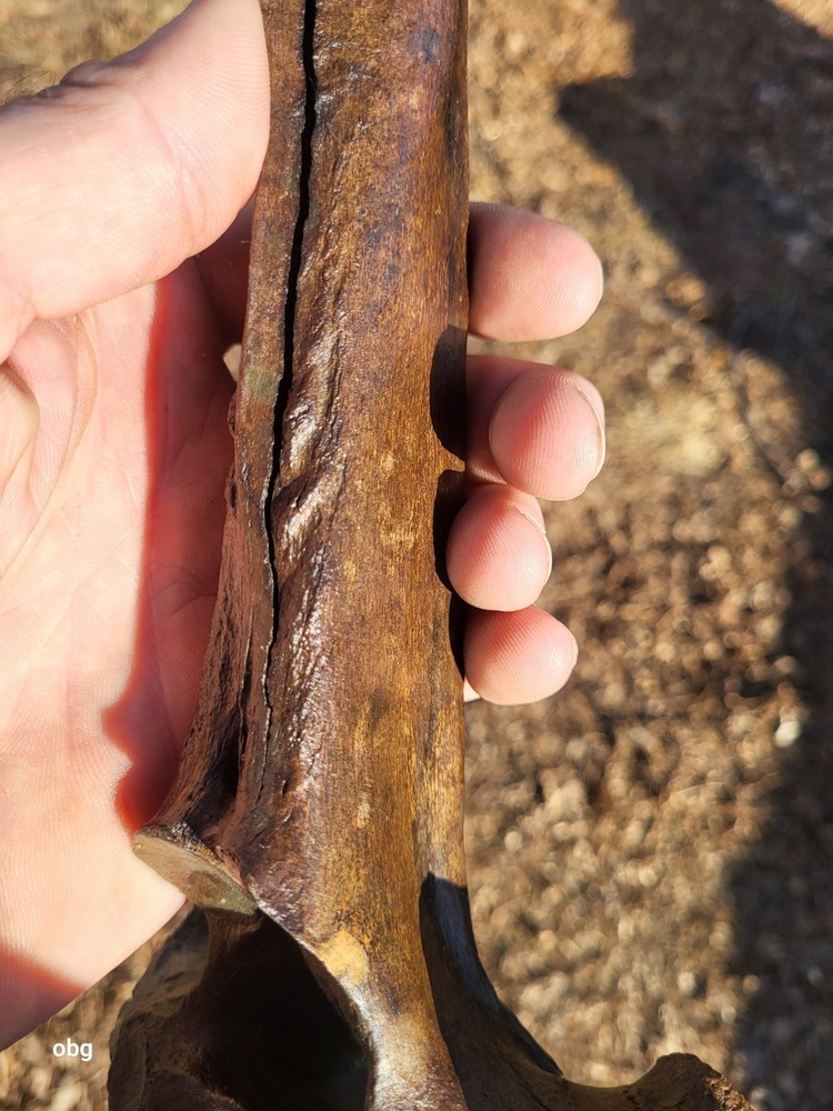 Historic Bison thoracic vertebra