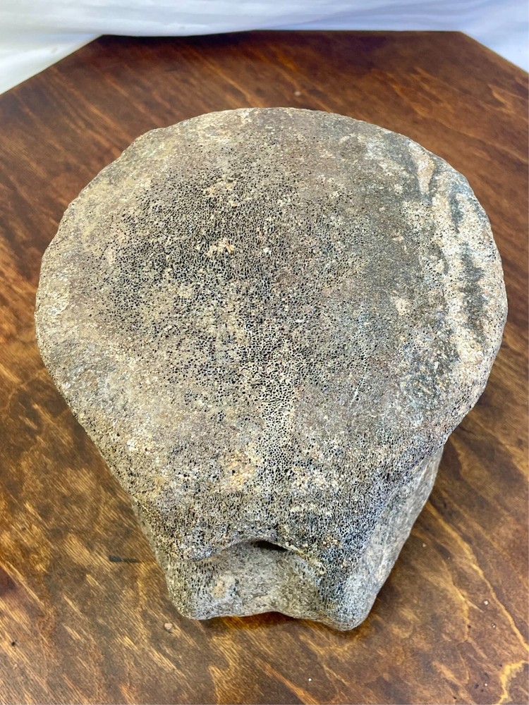 Authentic Fossilized Whale Vertebrae Bone - Unique Textured Display Piece