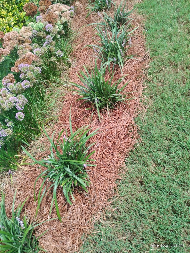 Monkey Grass, Big Blue, Clumping, Lirope 60 Bare Root Plants